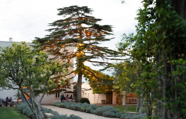 Tenuta Pinto Galleria 18