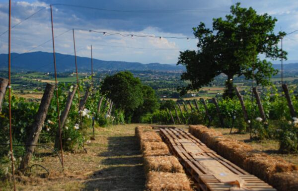 Villa la Ripa Winery & Wine Tasting Experience Gallery 20