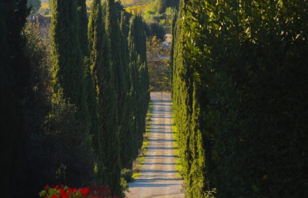 Villa la Ripa Winery & Wine Tasting Experience Gallery 7