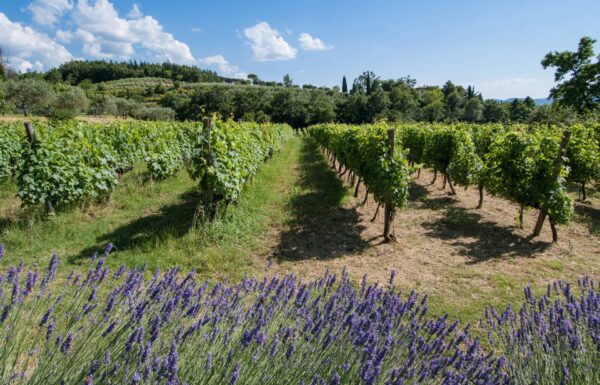 Villa la Ripa Winery & Wine Tasting Experience Gallery 23