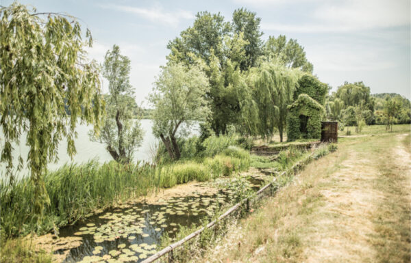 Le ali del Frassino