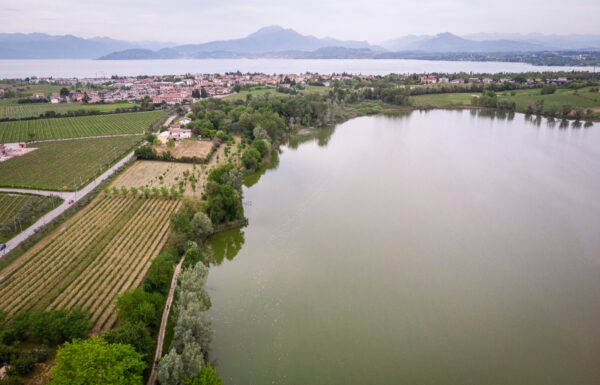Le ali del Frassino