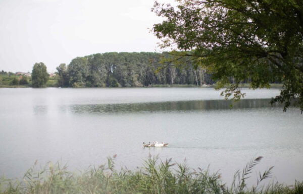 Le ali del Frassino